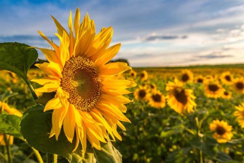 sunflower field
