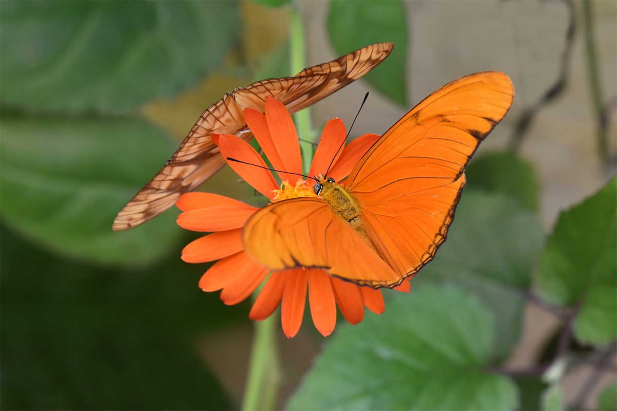 julia heliconian butterfly