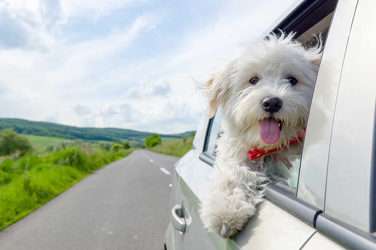 dog with head out of car