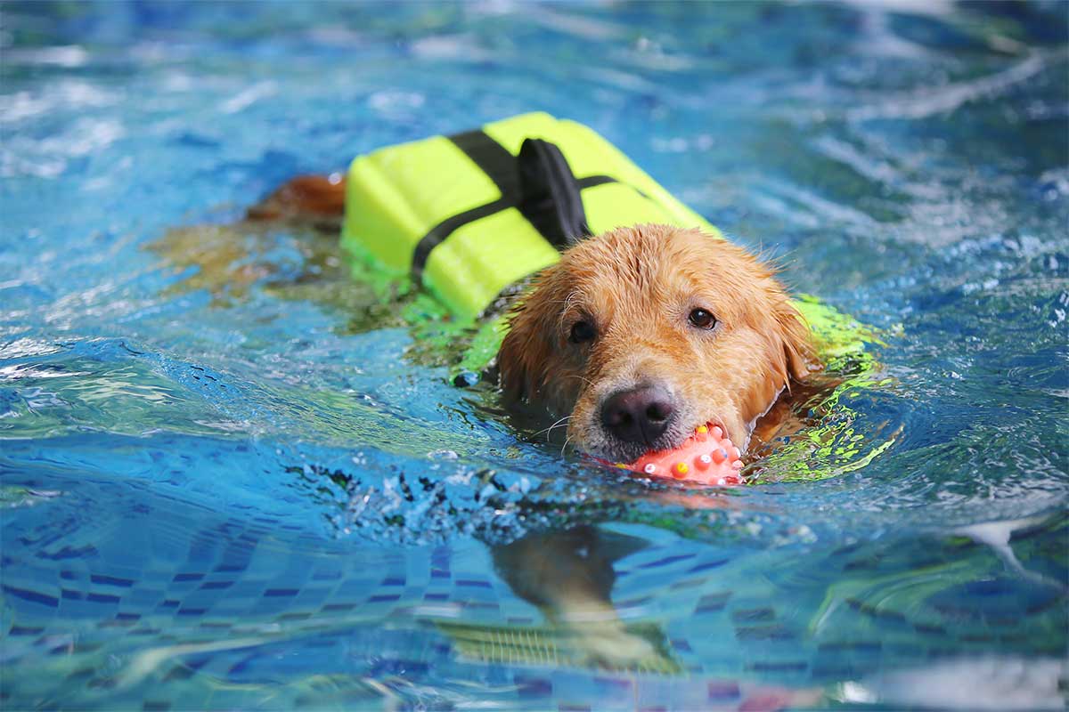 dog swimming with toy