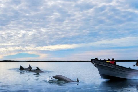 dolphin tour