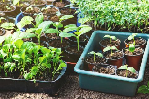vegetable plants