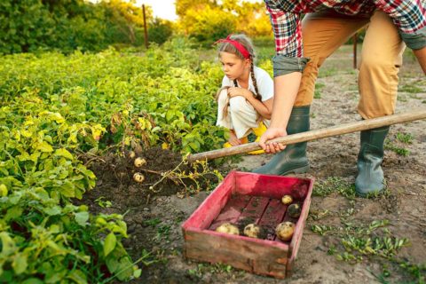 child watching potato harvest