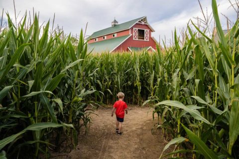 child walking through corn maze