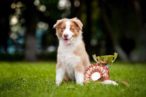 dog sitting with trophy