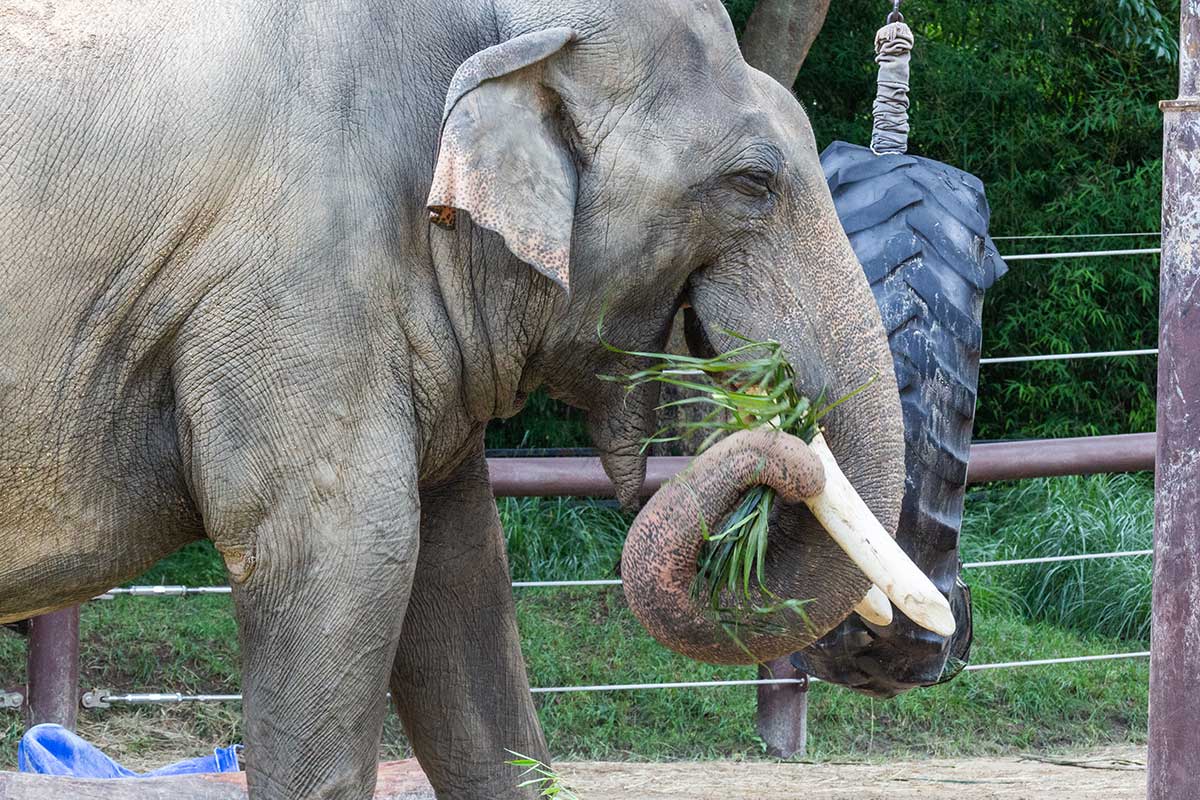 elephant eating bamboo