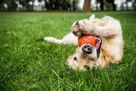 dog playing with ball in park
