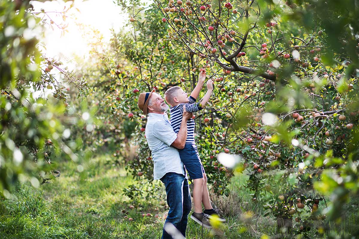 grandparent hold child in apple orchard