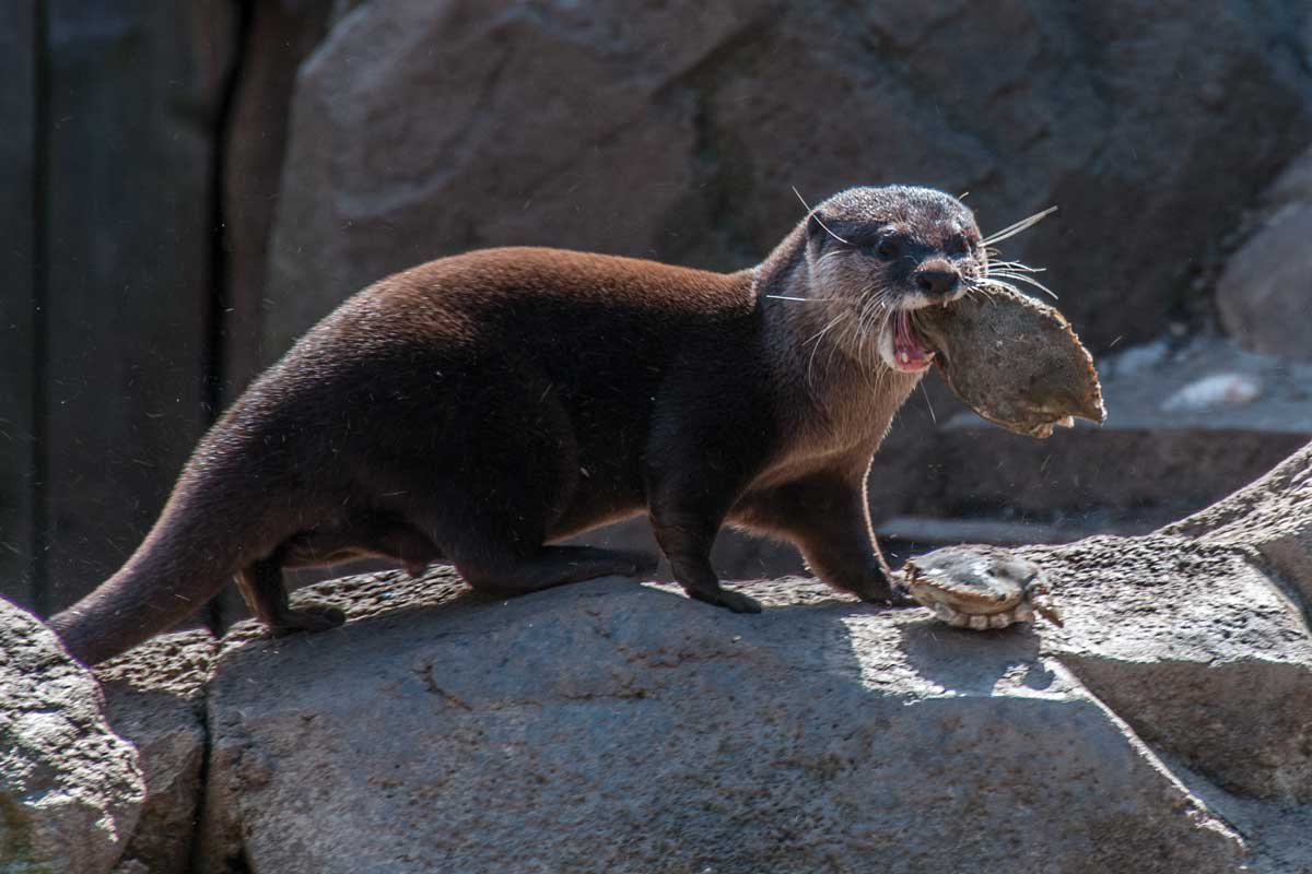 otter eating food