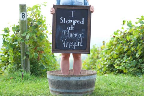 grape stomping in barrell