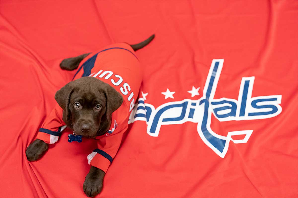 biscuit chocolate lab in hockey jersey