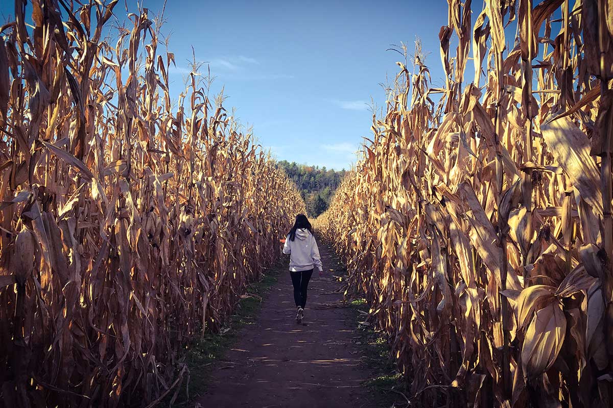 girl walking through corn maze