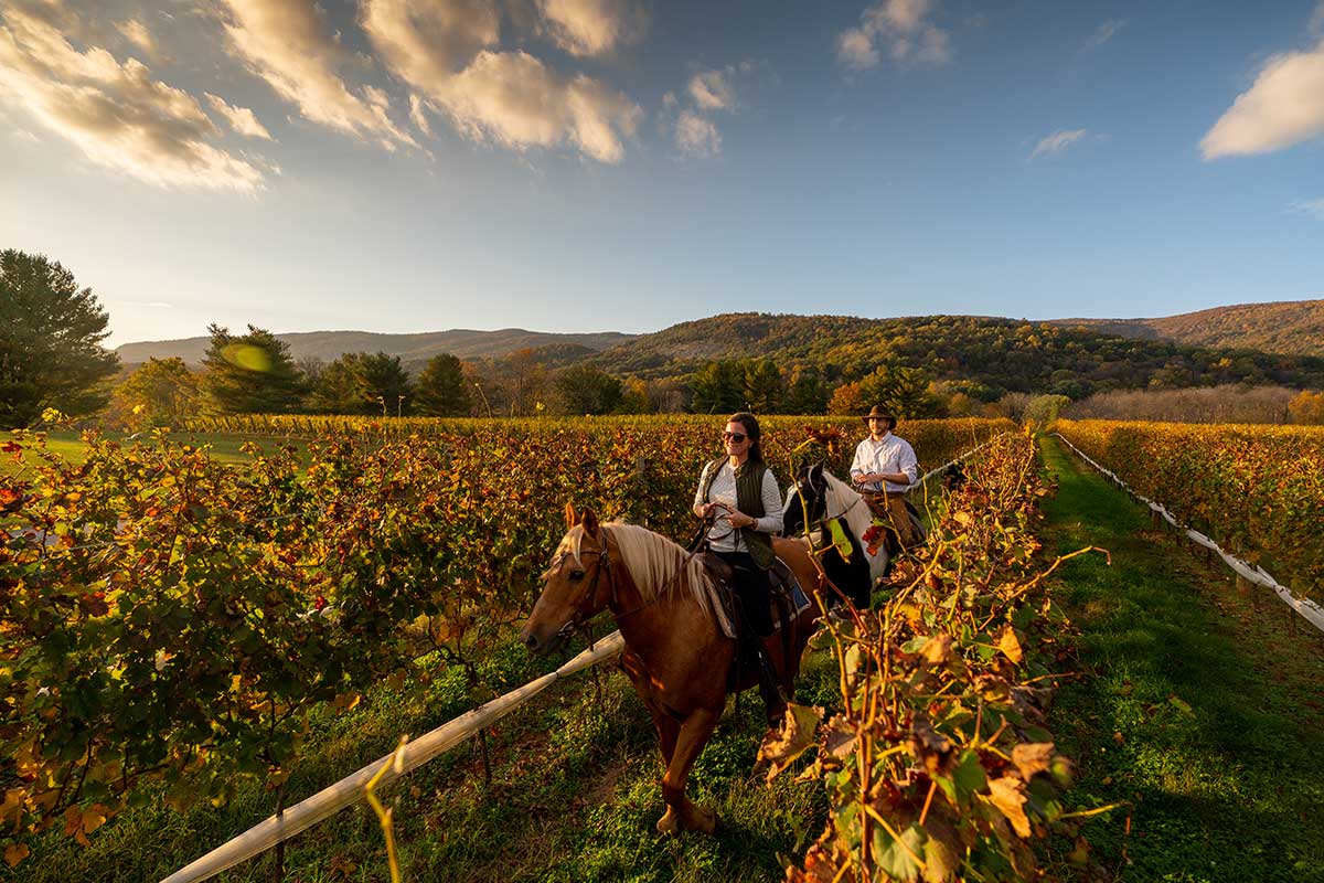 horseback riding through vineyard