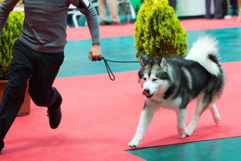 husky at dog show