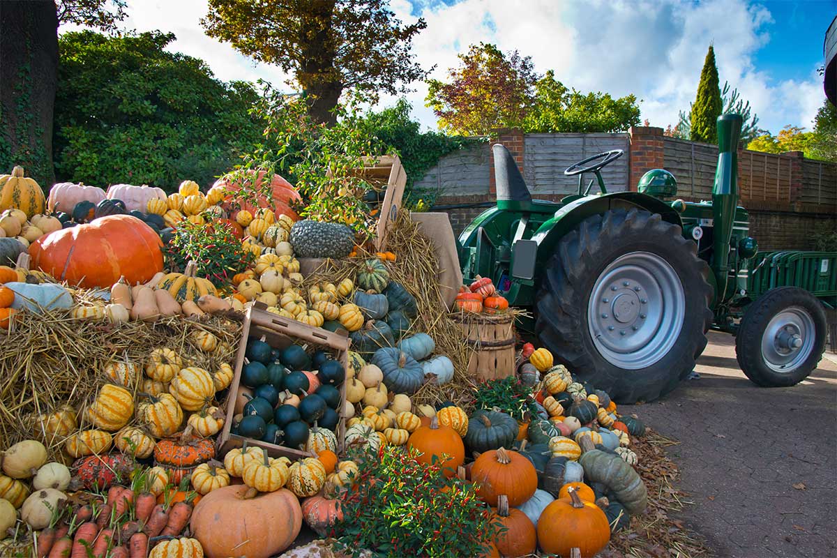 fall pumpkin market