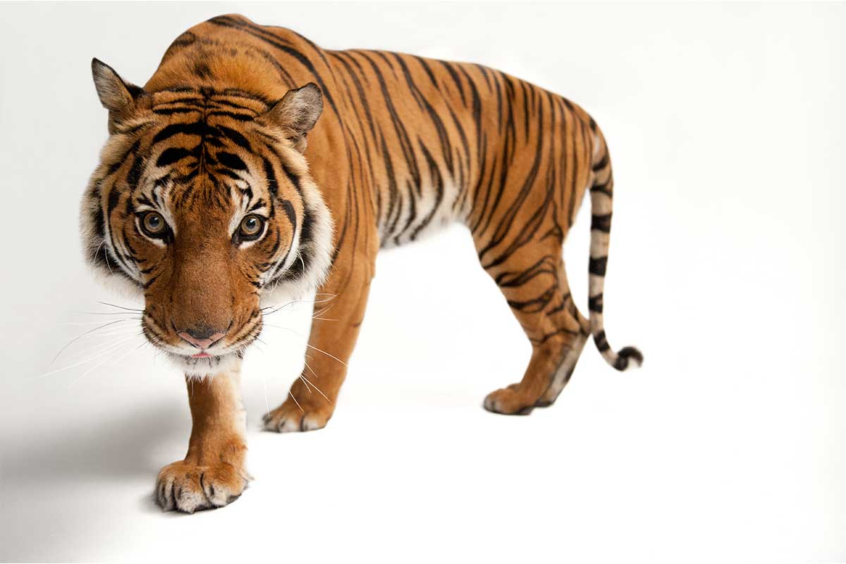 tiger