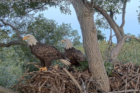 bald eagles in tree