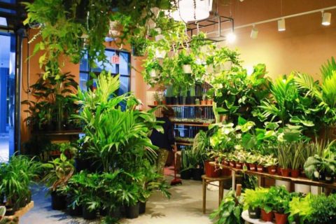 rewild plant store