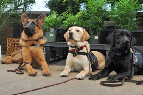 mk9 service dogs