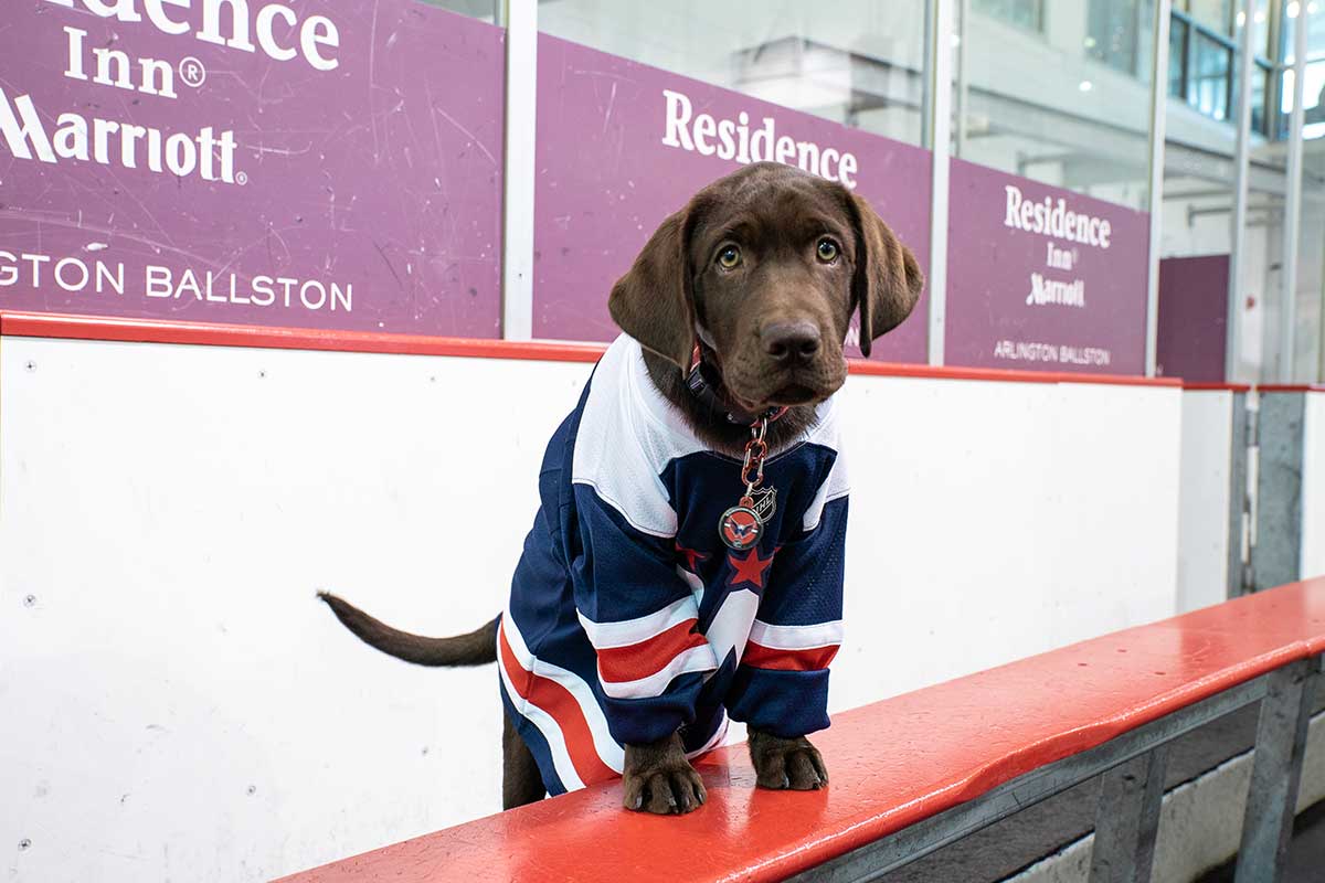 chocolate lab wearing caps jersey