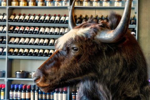Himalayan Wild Yak