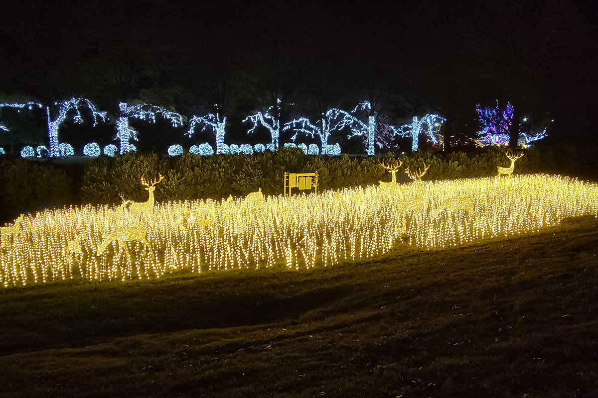 deer light display