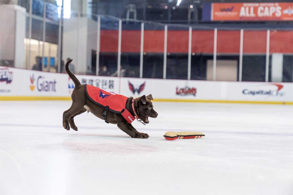 biscuit on the ice