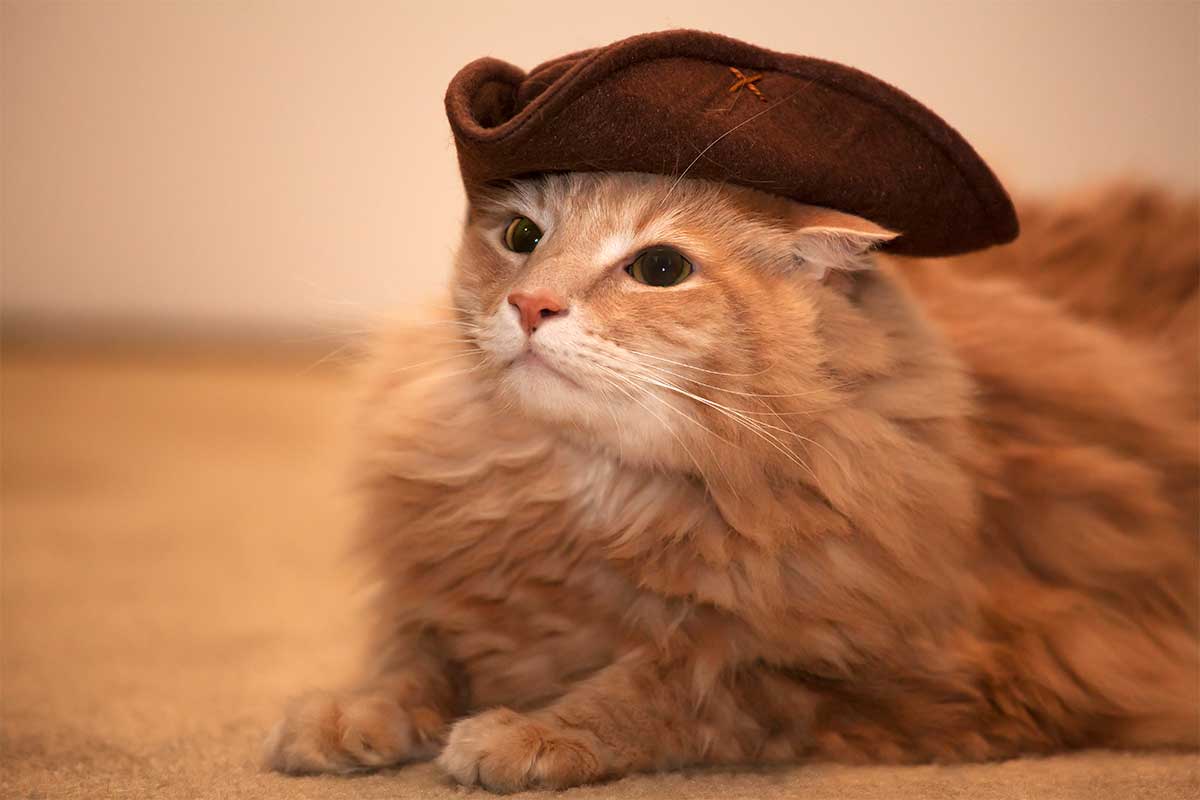 cat wearing hat