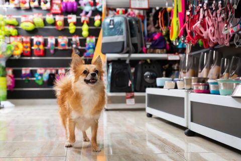 dog in pet store