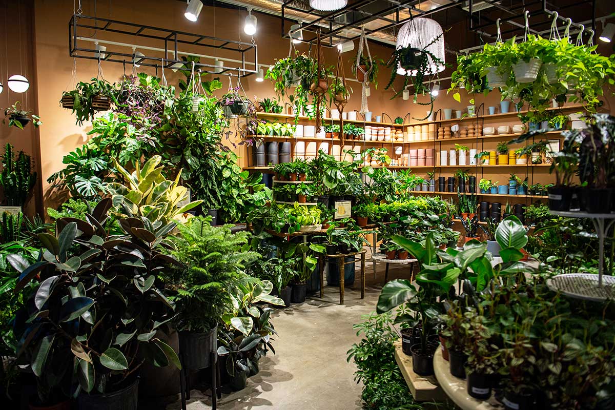 rewild plant shop