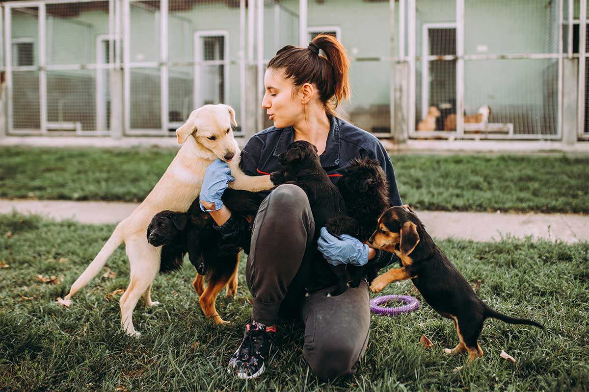 woman playing with adoptable dogs
