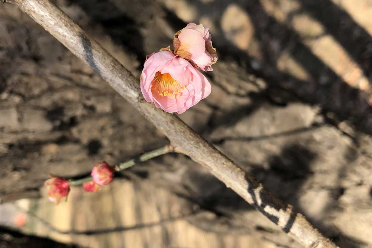 Can't Wait for the Cherry Blossoms? Check Out DC's Plum Blossoms