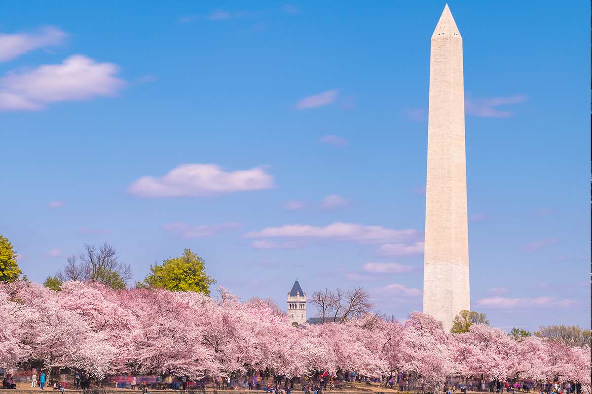 cherry blossoms in dc