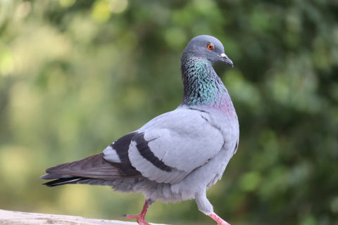 Pigeon
