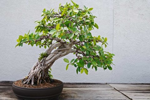 bonsai tree