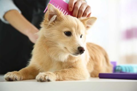 dog grooming