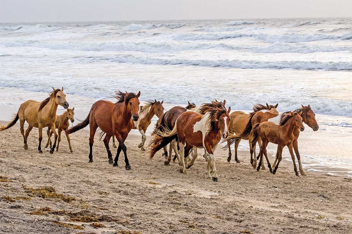 horses running on beach