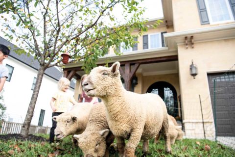 sheep