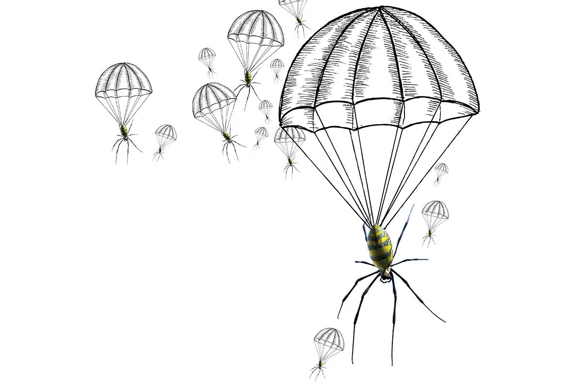 parachuting spiders