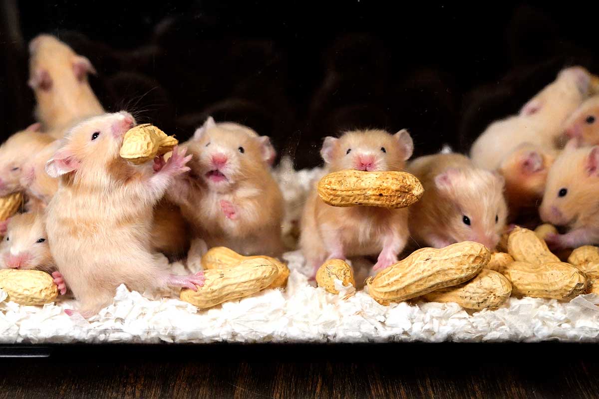 hamsters eating peanuts
