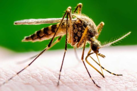 mosquito