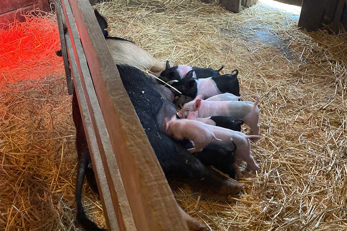 pig and piglets