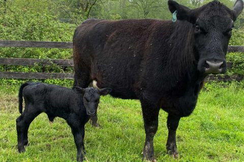 cow and calf