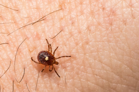 lone star tick