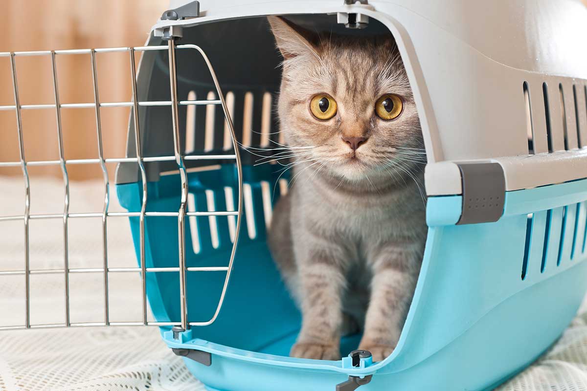 cat in travel carrier
