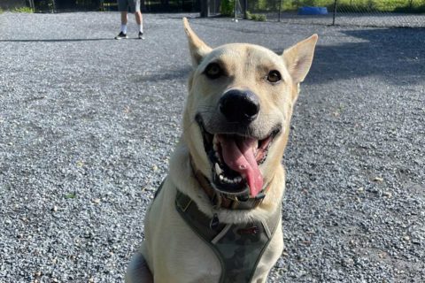 dog