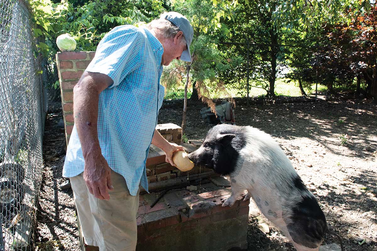 cary nalls feeding pig