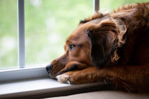 dog looking out window