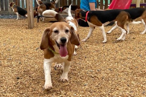 beagle