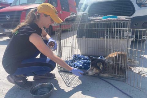 vet courtney katusr with dog
